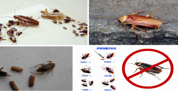 蟑螂生命力顽强，它们会生病吗|灭蟑|广州灭蟑|蟑螂防治